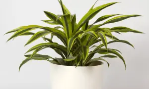 Dracena odmiany o długich, zielono-białych liściach, rosnąca w białej donicy.