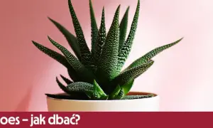 Jak przycinać aloes? Prosty przewodnik po zdrowej roślinie