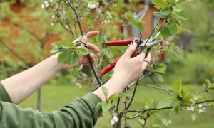 Hände mit roter Gartenschere schneiden Zweige eines jungen Kirschbaums. Der richtige Schnitt ist wichtig für das gesunde Wachstum.
