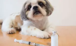 Ein süßer Hund liegt neben einer Spritze und einer Ampulle. Mögliche Diabetes Hund Symptome können hier behandelt werden.