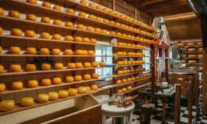 Hyllor fyllda med ostar, en doft av amsterdam mat. En ostfabrik med traditionell utrustning.