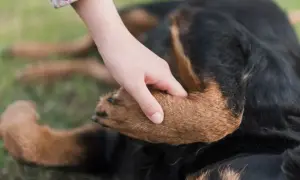 Ein Hund hebt seine Pfote, als ob er humpelt. Eine Hand streichelt sanft sein Fell.