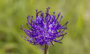 Lila Blüte der Teufelskralle, die bei Arthrose Linderung verspricht.