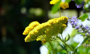 Gelbe Schafgarbe blüht, bekannt für ihre Wirkung auf Haare. Zarte Blüten im Sonnenlicht.