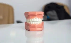 Model szczęki do nauki stomatologii, gotowy do pracy, by pokazać, jak prawidłowo **wax up** modele.