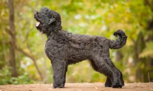 Ein schwarzer russischer Terrier mit lockigem Fell steht im Profil auf sandigem Boden. Sein Maul ist leicht geöffnet, die Zunge hängt heraus.