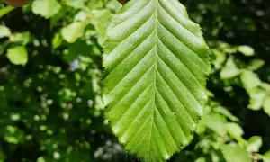 Ein grünes Blatt der Hainbuche, das zeigt, wann treibt Hainbuche aus. Die Adern sind deutlich sichtbar.