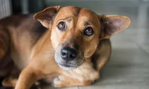Ein brauner Hund liegt auf dem Boden, sein Blick ist nach oben gerichtet. Er scheint zu zittern, vielleicht weil er Angst hat oder weil er beim Einatmen zittert.
