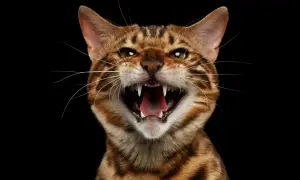 A Bengal cat hisses, showing sharp teeth and a pink tongue. This is why do cats hiss: a warning when they feel threatened or scared.