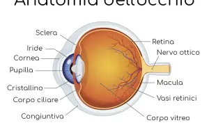 Sezione anatomica dell'occhio, evidenzia il nervo ottico. Informazioni sui rimedi per il nervo ottico danneggiato.