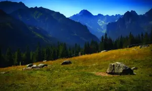 Malowniczy widok na Tatry, idealny na wiktorówki trasę. Góry, las i kamienie na trawiastym zboczu.