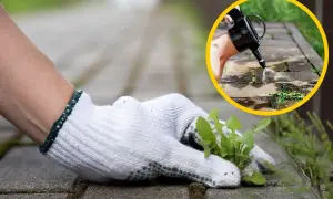 Ręka w rękawiczce usuwa chwasty z kostki brukowej. W kółku widać opryskiwanie chwastów herbicydem.