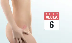 Illustration av en gravid livmoder, vecka 6. Ett tidigt ultraljud visar hur ett litet embryo utvecklas.