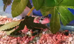 Jakie wymiary terrarium dla gekona lamparciego zapewnią mu zdrowie?