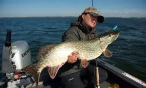 Fischerin hält stolz einen großen Hecht mit Kiemengriff. Das Raubfisch-Motiv zeigt die Freude am Angelerfolg auf dem Wasser.