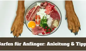 Barf für Hunde: Eine Schüssel mit rohem Fleisch, Gemüse, Eiern und Beeren, flankiert von Hundepfoten.