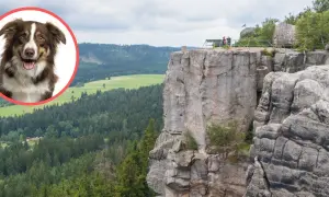 Szczęśliwy piesek czeka na wyprawę, gdzie w góry z psem to idealny plan na weekend. Widok zapiera dech!