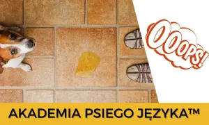 Szczeniak sika co 10 minut? Poznaj przyczyny i skuteczne porady.