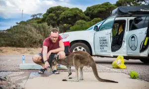 Mężczyzna karmi kangura z kubka. Ciekawe australia! Na samochodzie napis "I'm afraid if I stop drinking the cumulative hangover will kill me".