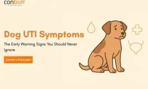 Sad dog illustration with text "Dog UTI Symptoms." Learn the early warning signs of a UTI in dogs to keep your furry friend healthy.