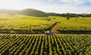 Ein blauer Oldtimer fährt auf der **route des grands crus** durch sonnenbeschienene Weinberge.