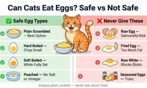 An infographic shows that cats can eat plain scrambled, hard-boiled, soft-boiled, and poached eggs. Never give cats raw eggs, fried eggs, raw whites, or seasoned eggs.
