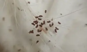 Małe, brązowe owady, przypominające ziarna, przyczepione do białych włosków. Tak wygląda pchła w zbliżeniu.