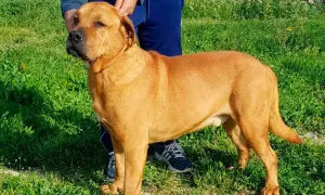Un perro de raza ca de bou, de pelaje rojizo, posa en un campo verde.
