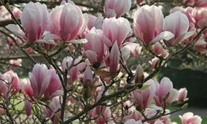 Zarte rosa Magnolienblüten, bereit für den Rückschnitt, hängen an Ästen.