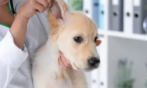 Tierarzt untersucht einen jungen Hund mit geschwollenem Ohr.