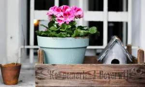Urocze pomysły na ogród zrób to sam: pelargonie w miętowej donicy, drewniana skrzynka i domek dla ptaków.