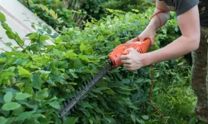Hainbuchenhecke schneiden im Herbst. Hände halten eine elektrische Heckenschere, um die grüne Hecke zu trimmen.