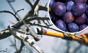 Przygotowanie do zbiorów: sekator wykonuje cięcie śliwy, a obok widać soczyste, mokre śliwki.