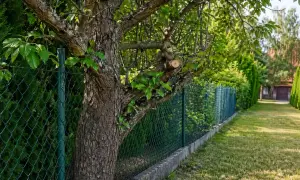 Zielone ogrodzenie granica działki, drzewo wchodzi na teren sąsiada. Zły sąsiad pewnie nie zadowolony z takiego widoku.