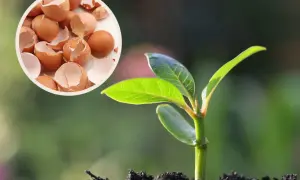 Skorupki jajek pod maliny - naturalny nawóz dla młodej rośliny.