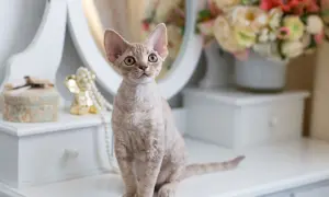 Umaszczenie Devon Rex: Kolory i wzory, które Cię zaskoczą