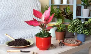 Piękny aglaonema kwiat w czerwonej doniczce, otoczony narzędziami do pielęgnacji roślin i innymi zielonymi towarzyszami.