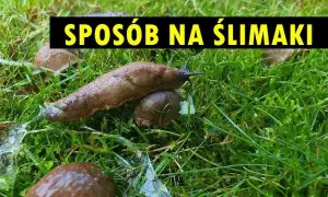 Jak zwalczyć ślimaki w ogrodzie? Skuteczne metody i porady