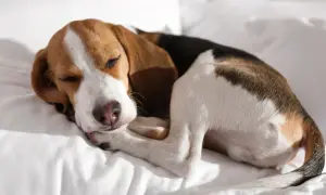 Schlafender Beagle-Welpe auf weißer Decke. Geduld ist der Schlüssel, um den Hund stubenrein zu bekommen.