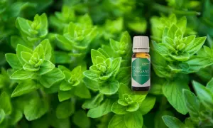 Olejek z oregano: Jak wybrać skuteczny i bezpieczny? Poradnik