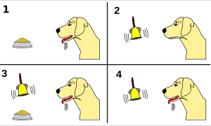Hund sabbert bei Futter, dann bei Klingel. Nach mehrmaligem Klingeln sabbert er schon bei der Klingel. Klassische Konditionierung Hund.