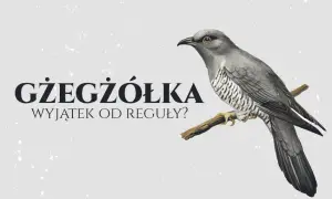 Jak się pisze gżegżółka? Uniknij najczęstszych błędów ortograficznych