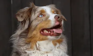Ein **Australian Shepherd** mit leuchtend blauen Augen und rotem Fell, die Zunge hängt heraus.