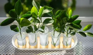 Cinco esquejes de plantas verdes en pequeños vasos con agua, listos para enraizar.
