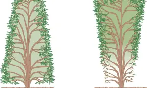 Zwei Bäume, einer dicht belaubt, der andere mit kahlen unteren Ästen, zeigen, wie man eine Hecke schneiden kann, um sie gleichmäßig zu halten.