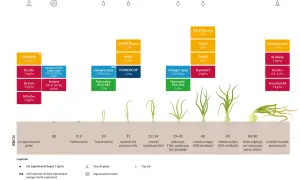 Schemat uprawy cebuli od przygotowania gleby do zbioru, z zaznaczonymi etapami rozwoju roślin i zastosowanymi środkami.