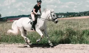 Z jaką prędkością biegnie koń? Sprawdź zaskakujące rekordy!