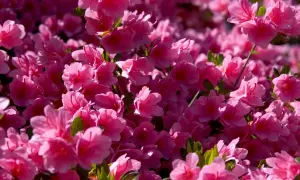Jak obniżyć pH gleby? Sekrety bujnych borówek i rododendronów