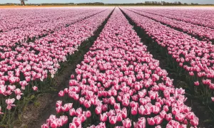 Nieskończone pola różowych tulipanów w Holandii, z wiatrakiem w oddali.