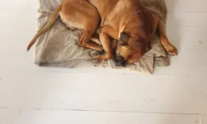Brauner Hund liegt schlapp auf einer Decke auf weißem Holzboden. Er hat seinen Kopf in die Pfoten gelegt und schläft tief.
